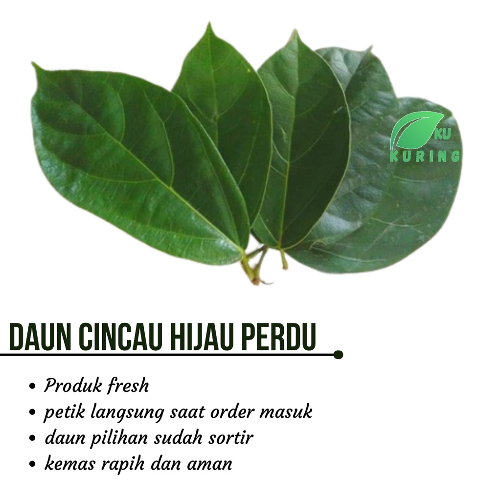 Daun Cincau Hijau Segar Pilihan - Dipetik Langsung dijamin fresh