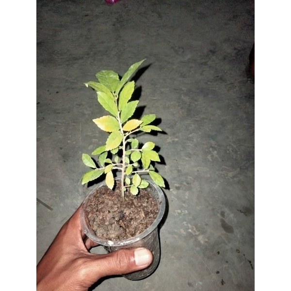 bibit bonsai serut dari biji