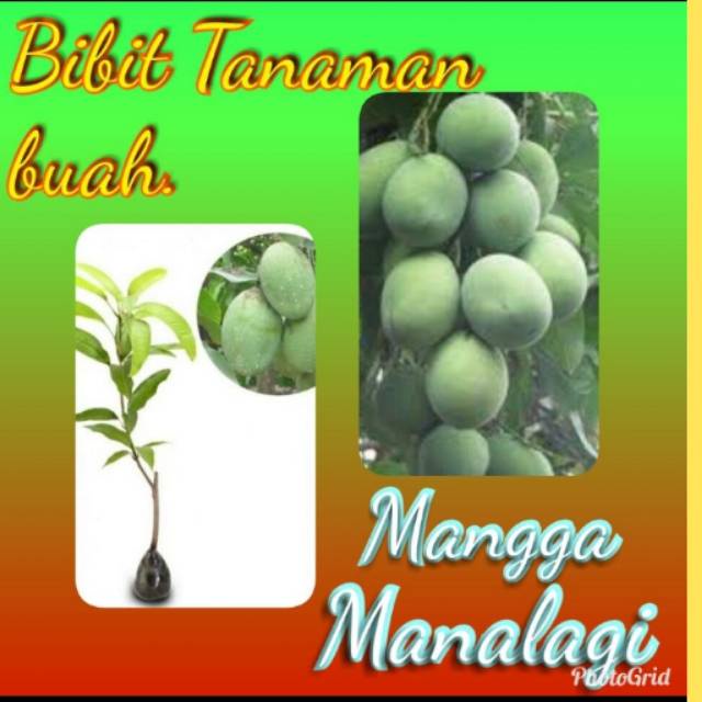 Obral Bibit Tanaman Buah Mangga Manalagi / Lalijiwo