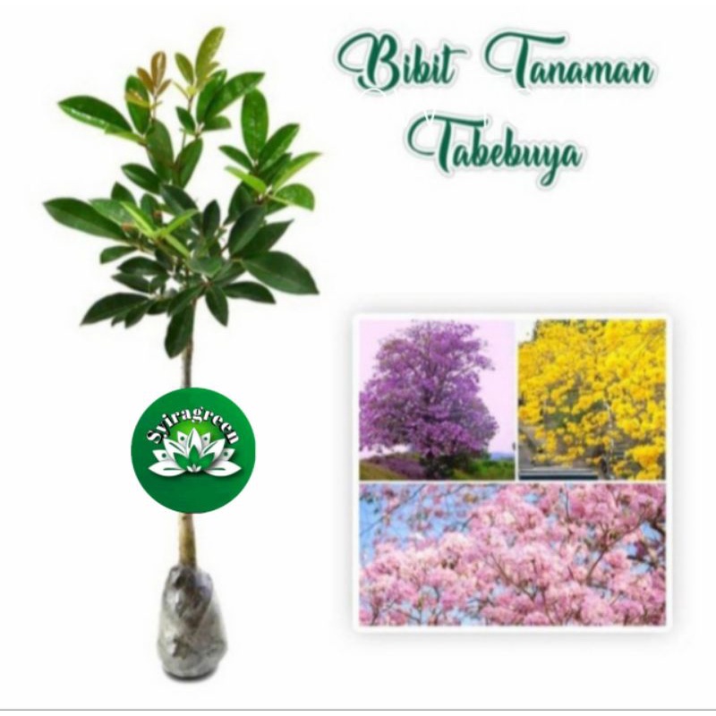 bibit bunga tabebuya sakura paket 3bibit