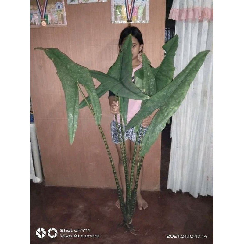 

paket hemat(5batang) alocasia trigina ukuran jumbo