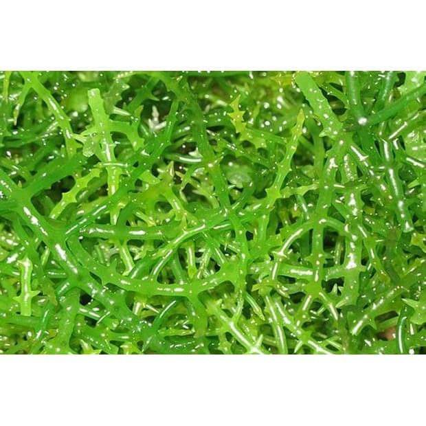 Marhies- Bumbu Tabur Rasa Rumput Laut Putih Nori 1 Kg Jual Bubuk Seaweed Gafi