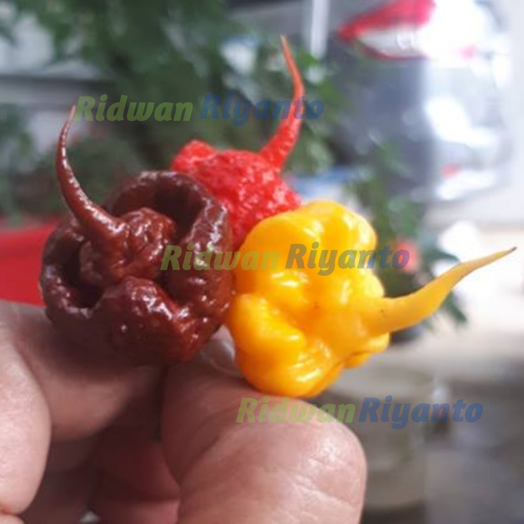 PAKET 3 Jenis BIJI Benih Cabe CAROLINA REAPER Red Yellow Choco Cabai Terpedas di DUNIA The Guinness