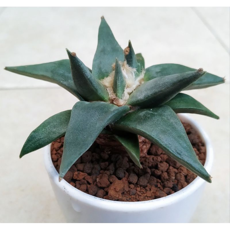 Kaktus Ariocarpus Retusus Cakep Rare Item