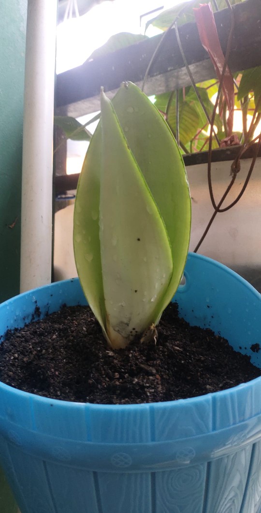 Sanseviera Moon Shine Lidah Mertua Mousen Tanaman Indoor - Nabata