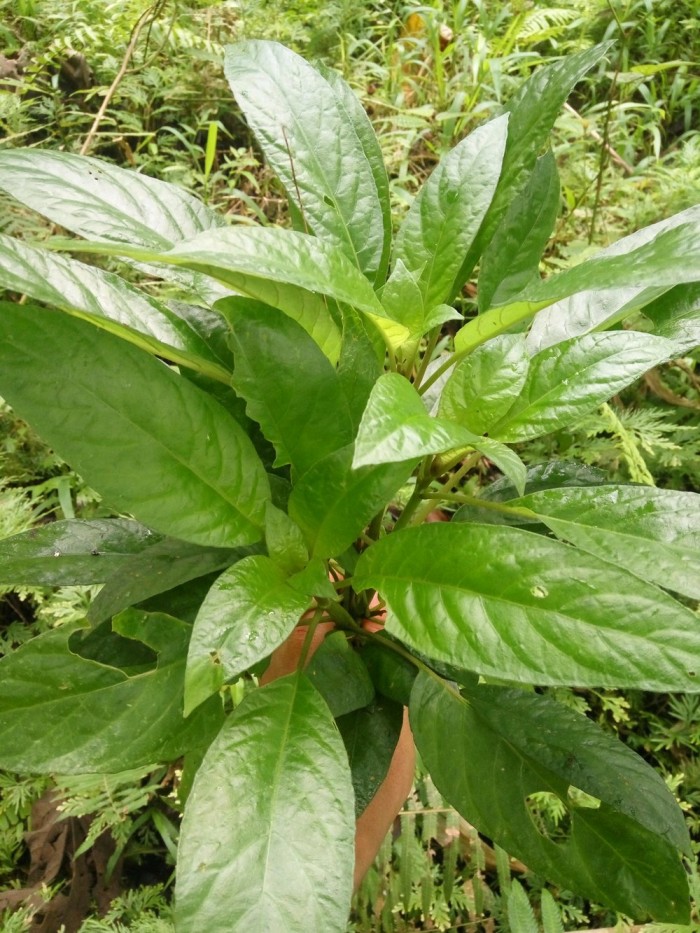 

TERLARIS LALAPAN SEHAT DAUN REUNDEU LALAPAN KHAS SUNDA / 500Gram
