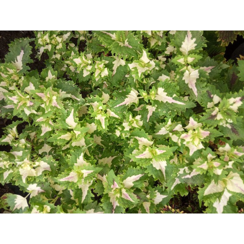 miana super premium id gaun ratu