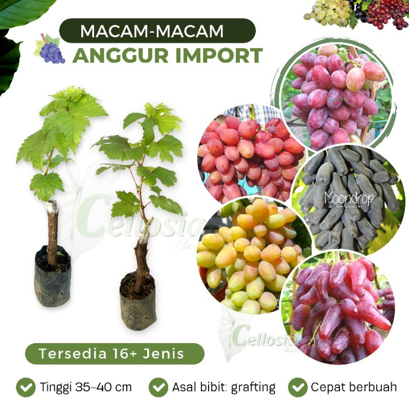 Bibit Tanaman Anggur Import Grafting Bermacam-macam Jenis