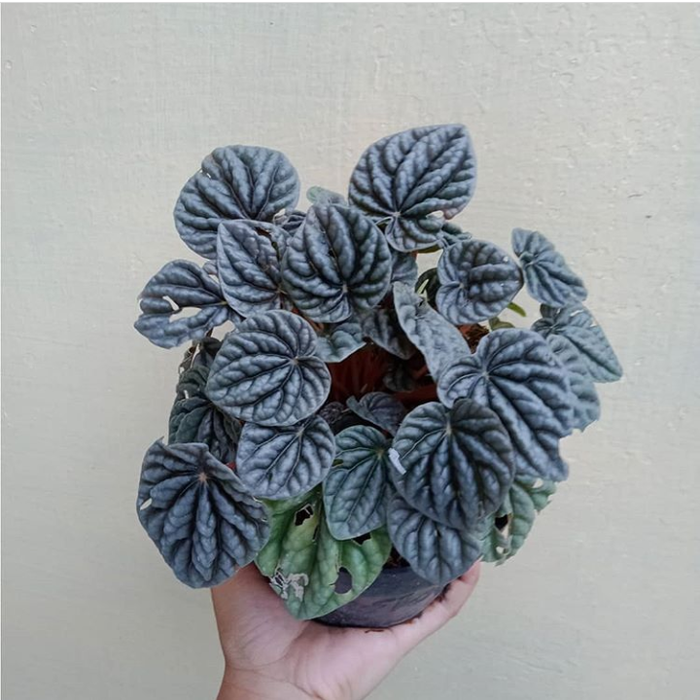 Tanaman hias indoor peperomia caprete silver / peperomia silver