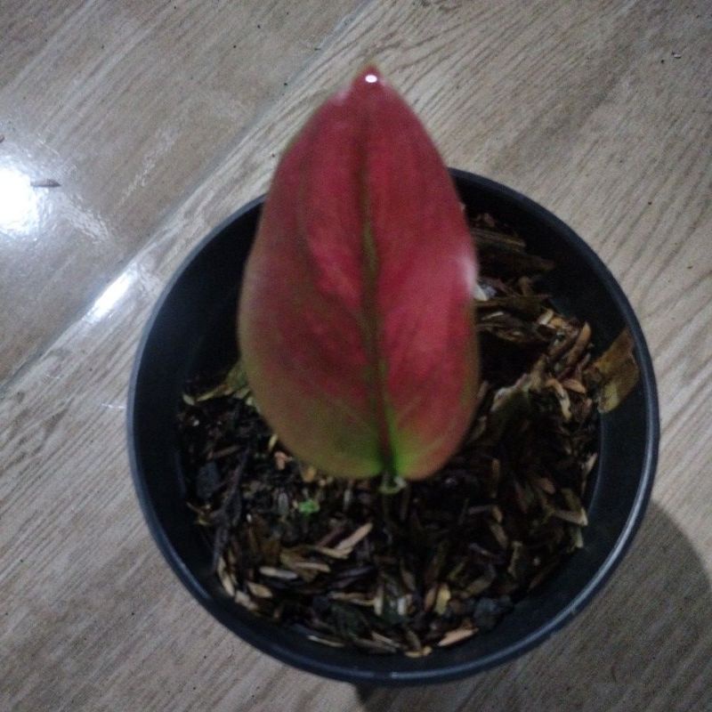 beby aglonema ayunindi