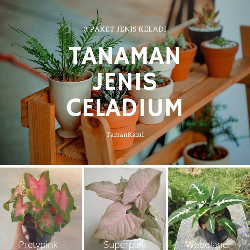 paket tanaman hias keladi / jenis tanaman keladi hias / paket hemat keladi