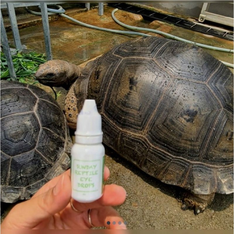 Jual SUNDAY Reptile Eye Drops obat tetes mata kura Shopee Indonesia