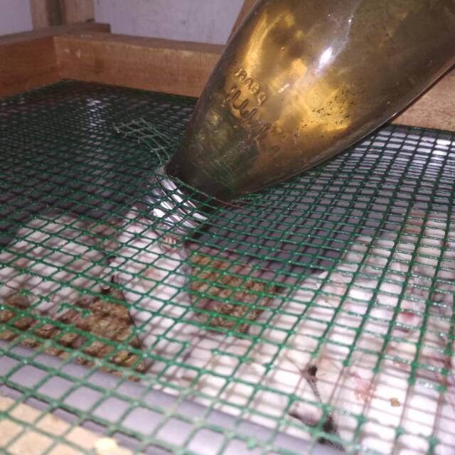 

Tikus putih mencit medium