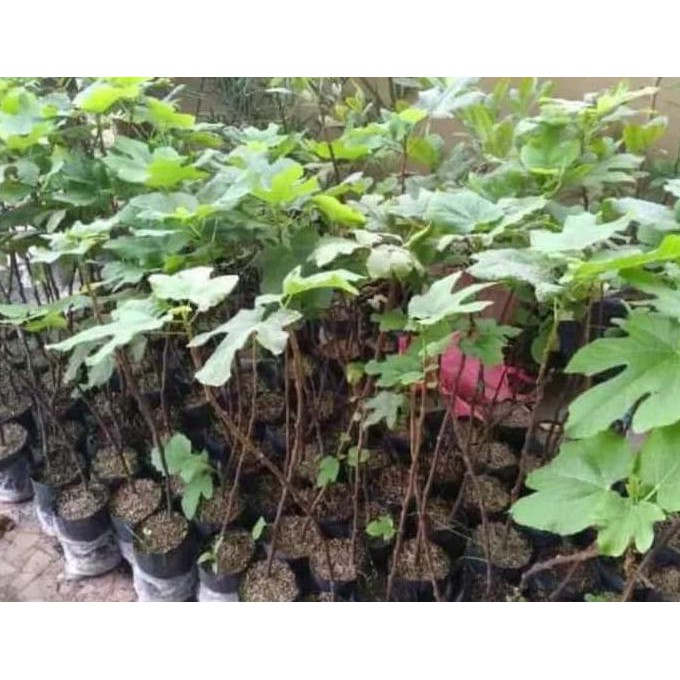 Product Diskon Bibit Tanaman Buah Tin Purple Jordan Berkwalitas Kw1