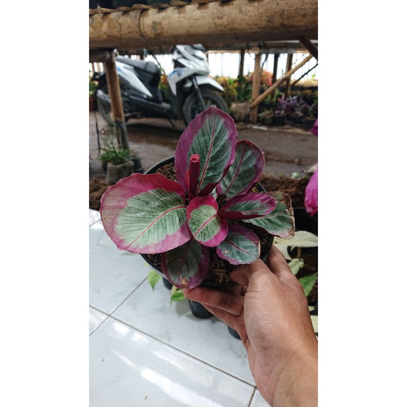 Calathea Crimson Import.