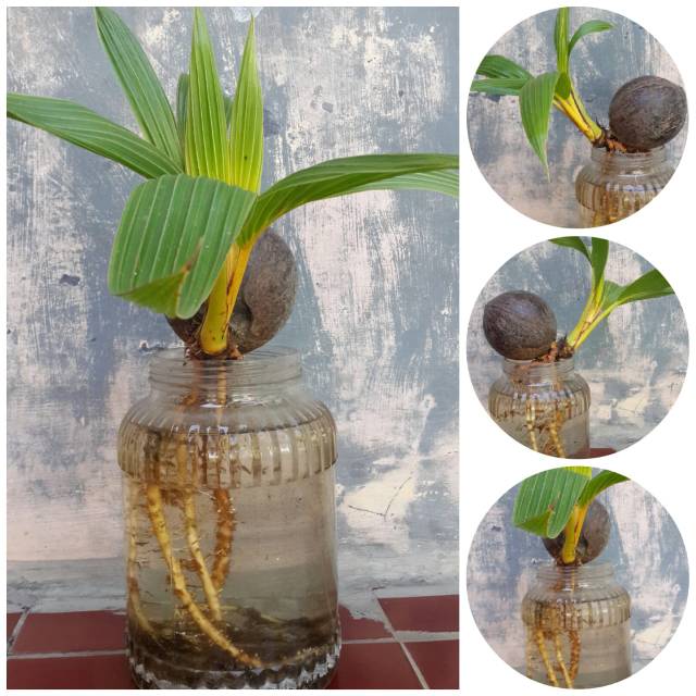 Bonsai Kelapa Media Air Shopee Indonesia