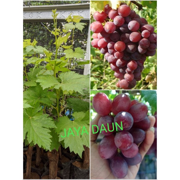 BIBIT ANGGUR IMPOR (NINEL)super Manis