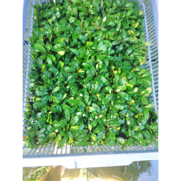 Bucephalandra Medium porsi keranjang