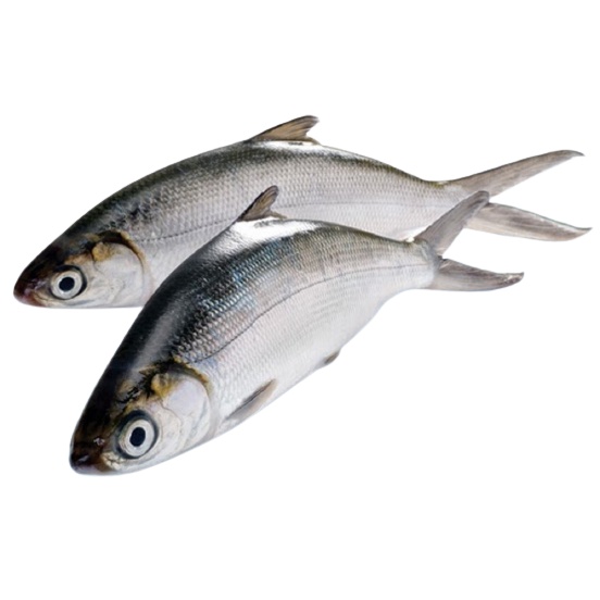 

Ikan Bandeng Segar Bandeng Fresh Garansi Segar