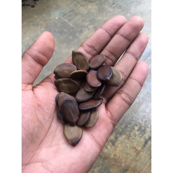 

Biji Parica Solobium 100% Original