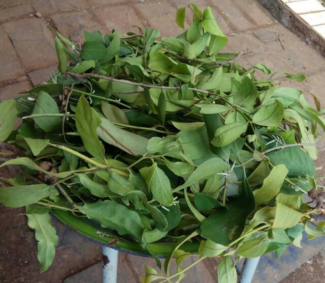 

Daun Benalu Jeruk Nipis 250gram