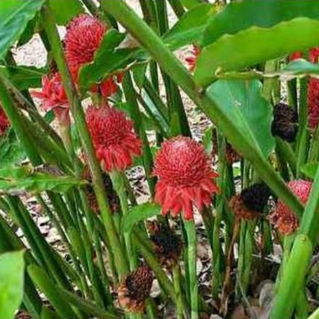 

Bunga kecombrang