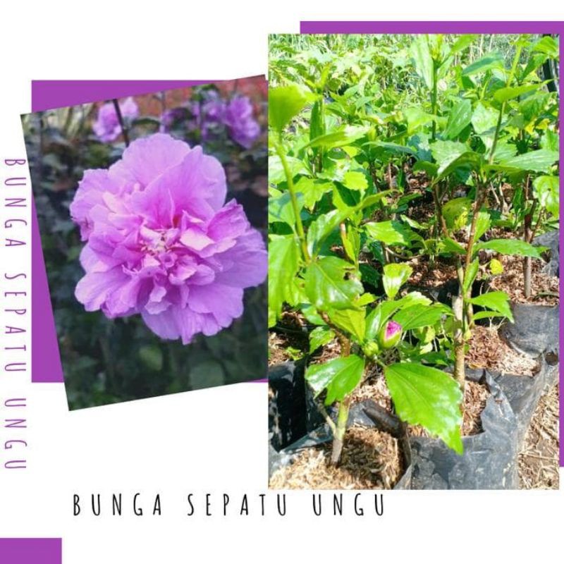 bibit bunga sepatu ungu/tanaman bunga sepatu ungu