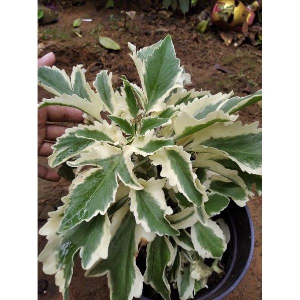 Tanaman Hias Cocor Bebek Varigata /Varigata Cocor Bebek