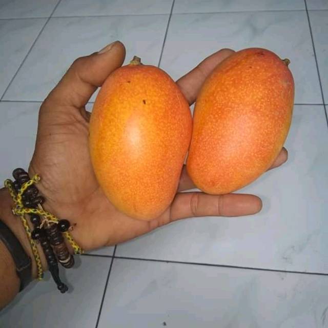 Bibit Tanaman Buah Mangga podang