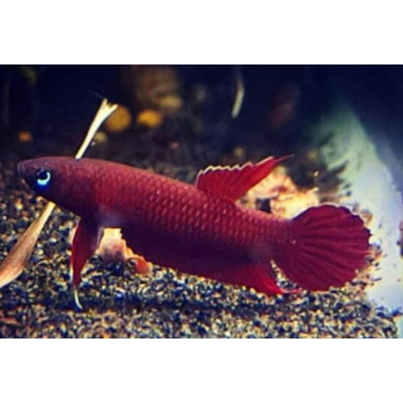 wild Betta api2