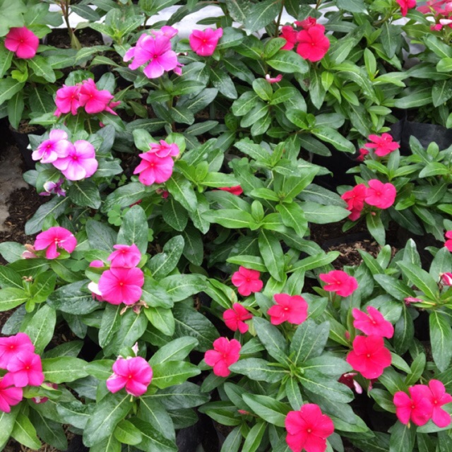 Tanaman hias bunga Vinca juntai tapak dara Catharanthus roseus