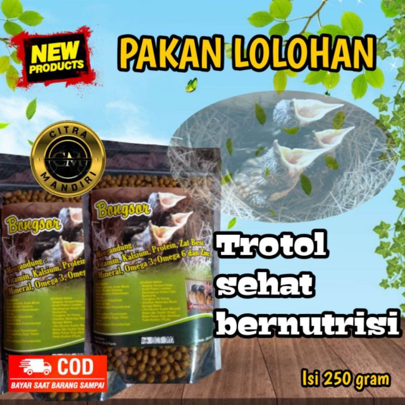 BONGSOR PAKAN BURUNG anakan murai