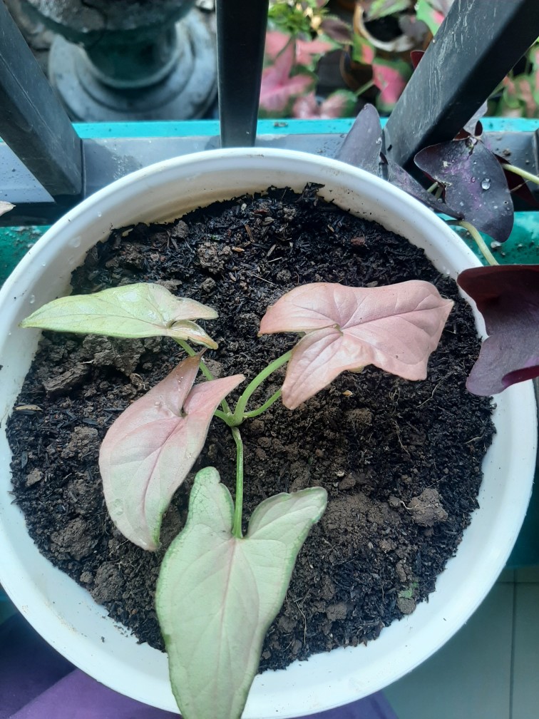 Syngonium Threeking Bibit