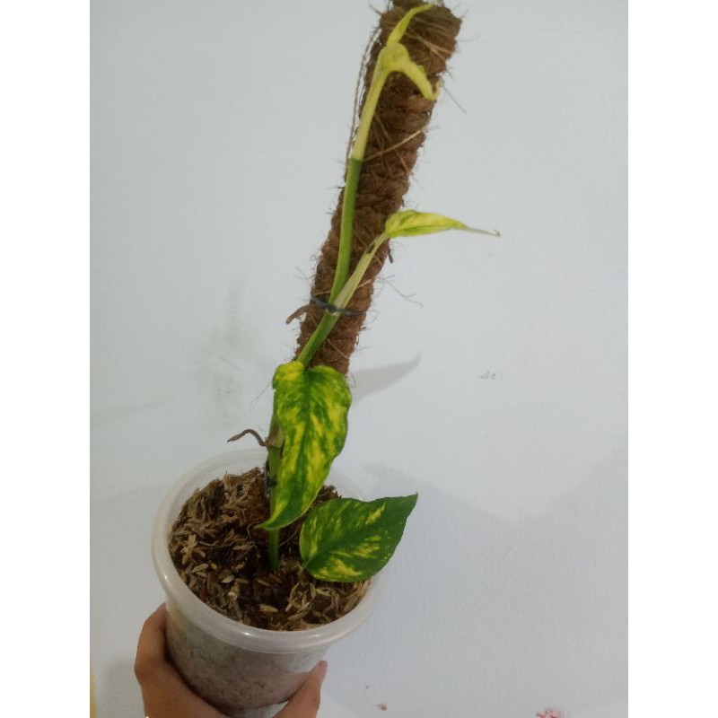 Epipremnum pinatum yellow variegated a.k.a kujang