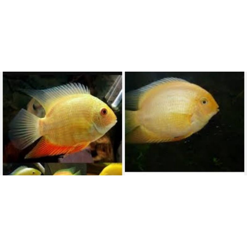 

ikan golden severum