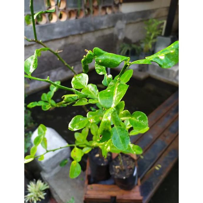 Bibit Jeruk Purut Tanaman Buah Jeruk Purut Daun Jeruk Purut