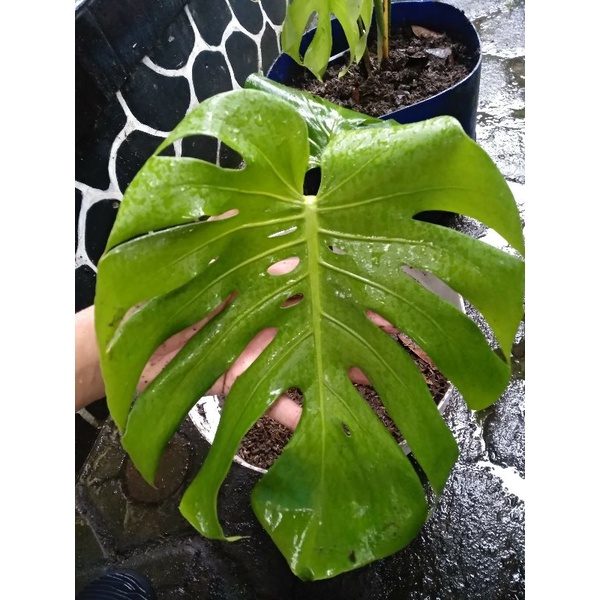 *REAL PLANT 2 | MONSTERA DELICIOSA KING | MONSTERA RAWATAN | MONSTERA DELICIOSA| TANAMAN DAUN BERLUB