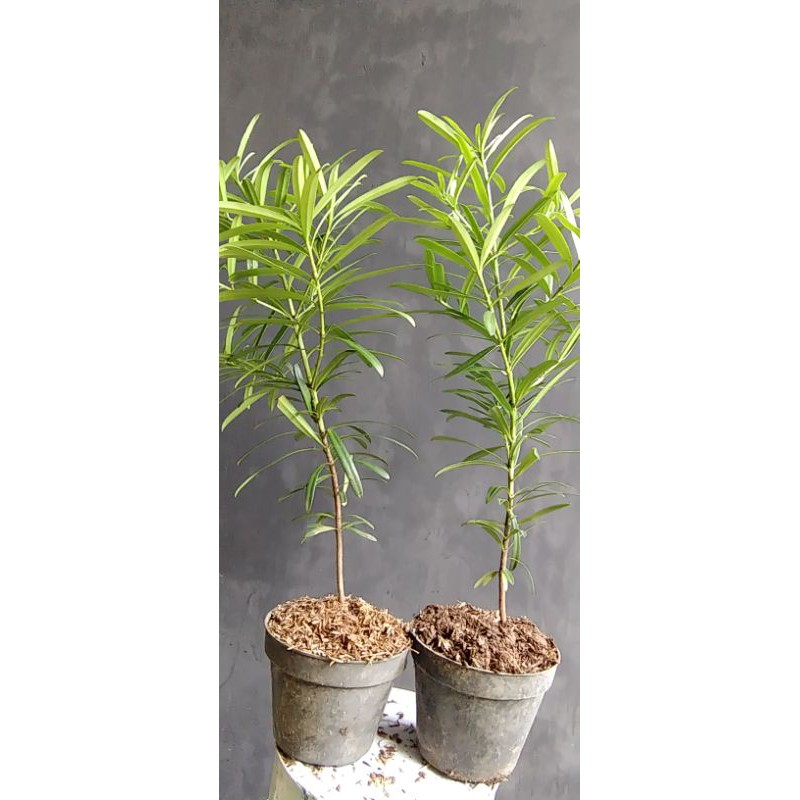 lohansung kapsul daun tebal semai biji 40cm