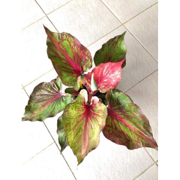 caladium cendrawasih kuning