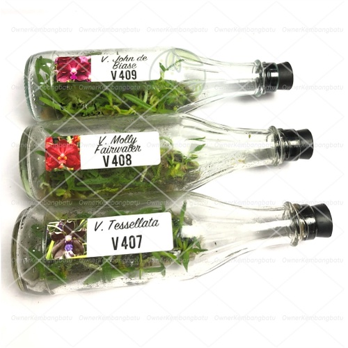 Benih Bibit Anggrek Vanda Botolan | Anggrek Vanda | Anggrek Vanda Botolan | Bibit Anggrek | Anggrek