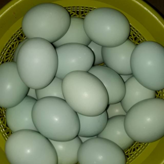 

Telor Asin Pangon Brebes "ALFA EGGS