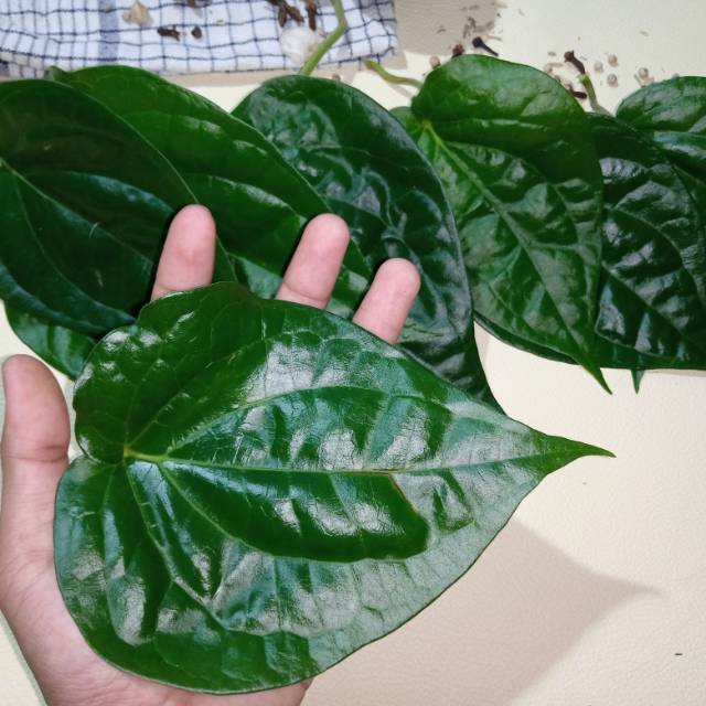 

Daun sirih hijau 50gram