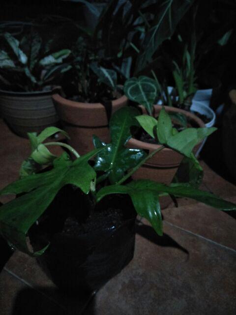 Tanaman Philodendron Florida Ghost