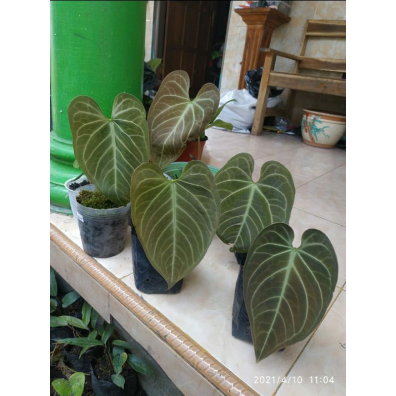 anthurium magnificum kuping gajah hybrid