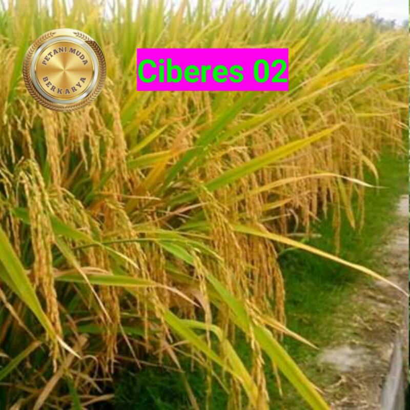 Benih Padi CBR 02 bibit padi ciberes anti tikus tahan serangan tikus sawah Raden den bagus clurut