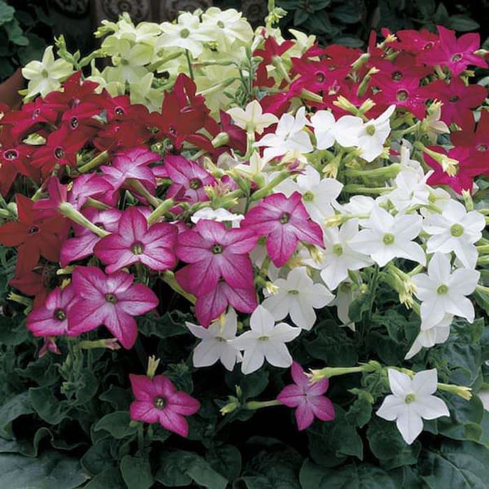 Benih Bibit Biji - Bunga Nicotiana Sensation Mixed Tobacco Flower Seeds - IMPORT