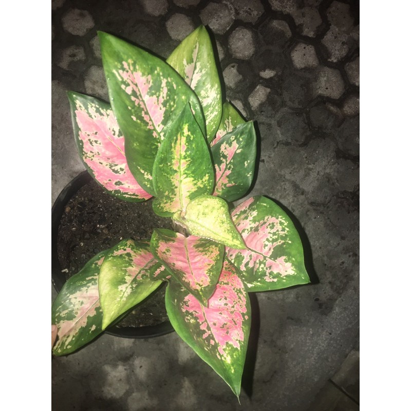 Aglonema Kochin Paramruay