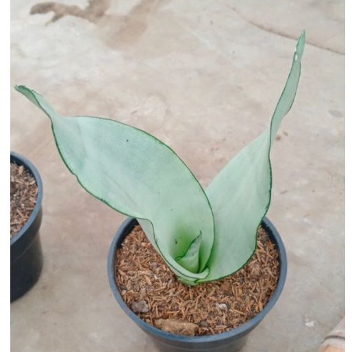 sansevieria moonshine