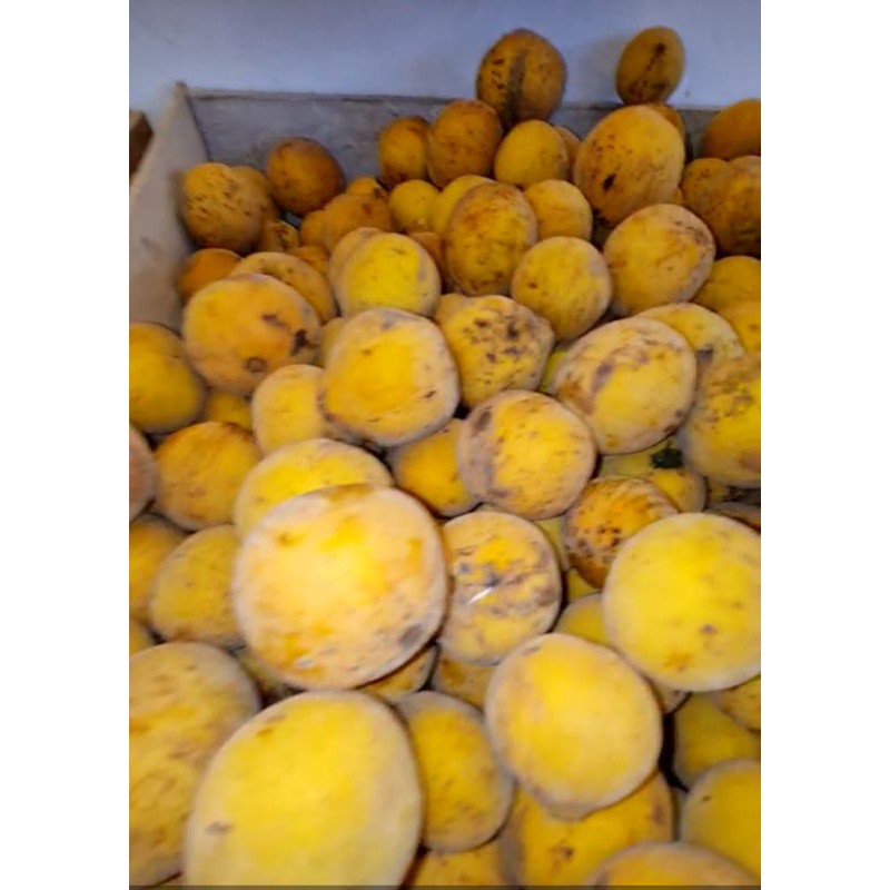Buah Kecapi Segar per kilo