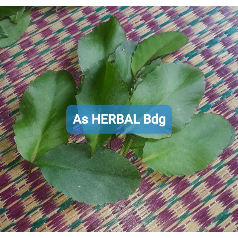 

Paket 1 kg daun cocor bebek sosor bebek segar petik -az
